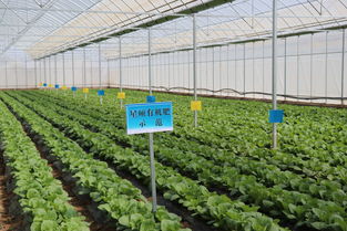 张掖市农业农村局 发展壮大有机肥料产业 助推张掖农业绿色发展